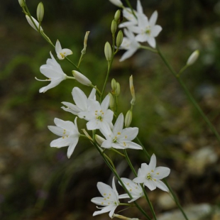 Anthericum lilago